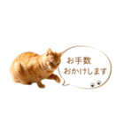 茶トラ 省スペース 敬語 吹き出し スタンプ（個別スタンプ：28）