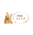 茶トラ 省スペース 敬語 吹き出し スタンプ（個別スタンプ：29）