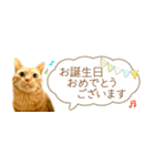 茶トラ 省スペース 敬語 吹き出し スタンプ（個別スタンプ：30）