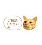 茶トラ 省スペース 敬語 吹き出し スタンプ（個別スタンプ：31）
