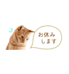 茶トラ 省スペース 敬語 吹き出し スタンプ（個別スタンプ：33）