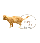 茶トラ 省スペース 敬語 吹き出し スタンプ（個別スタンプ：34）