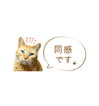 茶トラ 省スペース 敬語 吹き出し スタンプ（個別スタンプ：35）