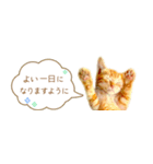 茶トラ 省スペース 敬語 吹き出し スタンプ（個別スタンプ：36）