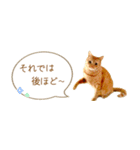 茶トラ 省スペース 敬語 吹き出し スタンプ（個別スタンプ：38）
