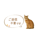 茶トラ 省スペース 敬語 吹き出し スタンプ（個別スタンプ：39）