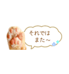 茶トラ 省スペース 敬語 吹き出し スタンプ（個別スタンプ：40）
