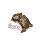 うちのねこ（キジトラスタンプ）（個別スタンプ：5）