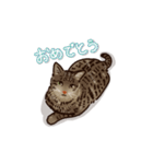 うちのねこ（キジトラスタンプ）（個別スタンプ：7）