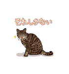 うちのねこ（キジトラスタンプ）（個別スタンプ：24）