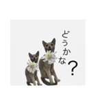 エマちゃんのいちにち/植物編（個別スタンプ：25）