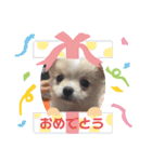 ぷりん♀（個別スタンプ：15）