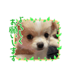 ぷりん♀（個別スタンプ：16）