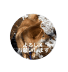 雪景色の愛犬スタンプ（個別スタンプ：2）