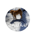 雪景色の愛犬スタンプ（個別スタンプ：6）