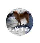 雪景色の愛犬スタンプ（個別スタンプ：7）