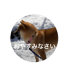 雪景色の愛犬スタンプ（個別スタンプ：8）