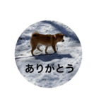 雪景色の愛犬スタンプ（個別スタンプ：13）