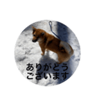 雪景色の愛犬スタンプ（個別スタンプ：14）