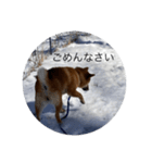 雪景色の愛犬スタンプ（個別スタンプ：16）