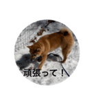 雪景色の愛犬スタンプ（個別スタンプ：21）