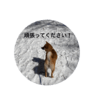 雪景色の愛犬スタンプ（個別スタンプ：22）