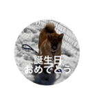 雪景色の愛犬スタンプ（個別スタンプ：23）