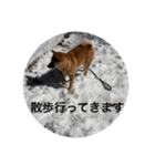 雪景色の愛犬スタンプ（個別スタンプ：27）