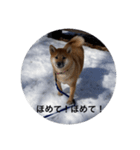 雪景色の愛犬スタンプ（個別スタンプ：29）