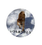 雪景色の愛犬スタンプ（個別スタンプ：30）