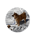 雪景色の愛犬スタンプ（個別スタンプ：33）