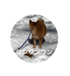 雪景色の愛犬スタンプ（個別スタンプ：34）