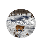 雪景色の愛犬スタンプ（個別スタンプ：35）