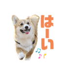 corgi-86.part2（個別スタンプ：1）