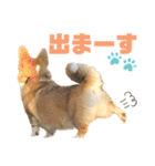 corgi-86.part2（個別スタンプ：6）