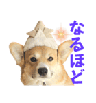 corgi-86.part2（個別スタンプ：7）