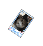 ねこねこぴのこ5（個別スタンプ：2）