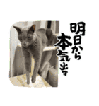 ねこねこぴのこ5（個別スタンプ：4）