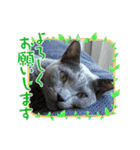 ねこねこぴのこ5（個別スタンプ：12）