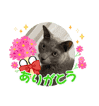ねこねこぴのこ5（個別スタンプ：13）