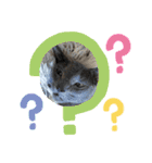 ねこねこぴのこ5（個別スタンプ：15）
