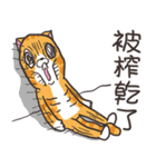 ランラン猫 42 (台湾版)（個別スタンプ：17）
