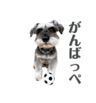 シュナウザーロワくんの福島弁（個別スタンプ：10）