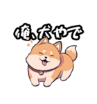 私は柴犬です！（個別スタンプ：10）