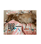 使いやすい！ダックスのレオくん！2（個別スタンプ：1）