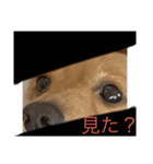 使いやすい！ダックスのレオくん！2（個別スタンプ：4）