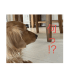 使いやすい！ダックスのレオくん！2（個別スタンプ：5）