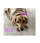 使いやすい！ダックスのレオくん！2（個別スタンプ：7）
