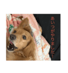 使いやすい！ダックスのレオくん！2（個別スタンプ：9）