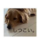 使いやすい！ダックスのレオくん！2（個別スタンプ：10）